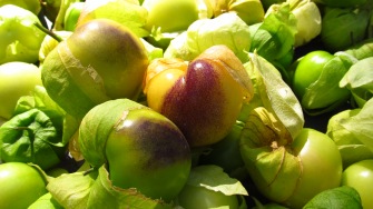 Tomatillas that are shades of green, yellow, and purple